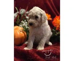 Standard poodle puppies - 7