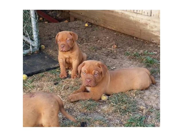 A.K.C dogue de bordeaux puppies in Stockton, California ...