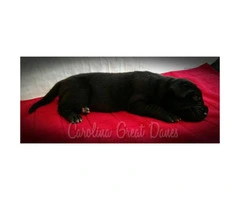 AKC Registered Black Great Dane puppies - 2