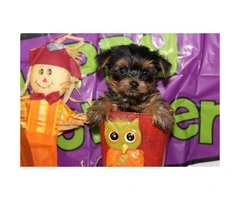 We've 4 little yorkie puppies for sale - 1