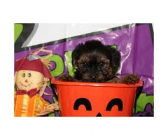 We've 4 little yorkie puppies for sale - 2