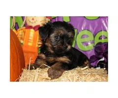 We've 4 little yorkie puppies for sale - 3