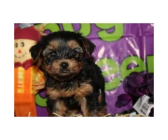 We've 4 little yorkie puppies for sale - 4