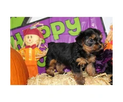 We've 4 little yorkie puppies for sale - 5