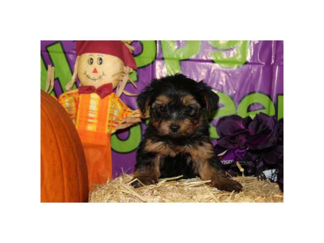 We've 4 little yorkie puppies for sale in Hickory, North Carolina