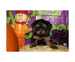 We've 4 little yorkie puppies for sale - 6