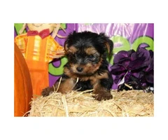 We've 4 little yorkie puppies for sale - 7