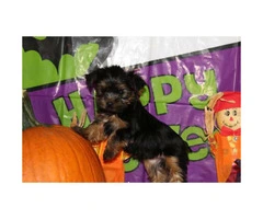 We've 4 little yorkie puppies for sale - 8