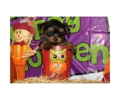 We've 4 little yorkie puppies for sale - 9