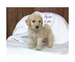 A litter of English cream Goldendoodles - 1