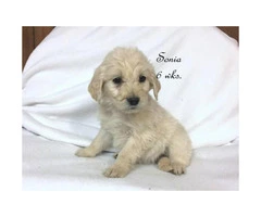 A litter of English cream Goldendoodles - 2