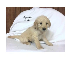 A litter of English cream Goldendoodles - 3