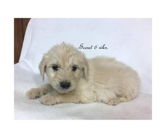 A litter of English cream Goldendoodles - 5