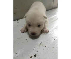 4 AKC registered Siberian Husky puppies