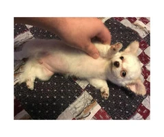 4 Apple-Head Chihuahua puppies looking to go to good homes