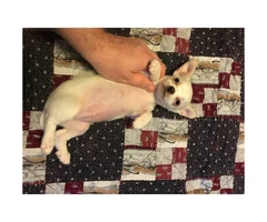 4 Apple-Head Chihuahua puppies looking to go to good homes - 3
