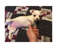 4 Apple-Head Chihuahua puppies looking to go to good homes - 5