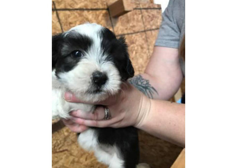 5 month old coton de tulear for sale