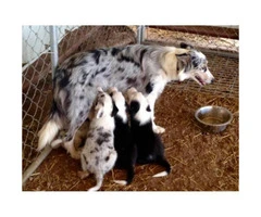 1 black & white female and 2 tri-colored female puppies for sale