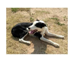 1 black & white female and 2 tri-colored female puppies for sale - 2
