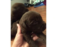 Chocolate AKC registered Lab Puppies - 1