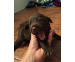 Chocolate AKC registered Lab Puppies - 2