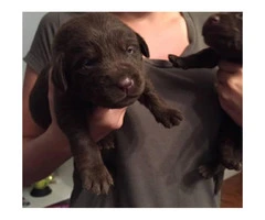 Chocolate AKC registered Lab Puppies - 5