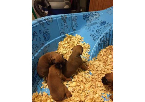Fawn Boxer Puppies Availabe