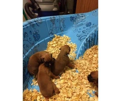 Fawn Boxer Puppies Availabe