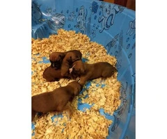 Fawn Boxer Puppies Availabe - 3