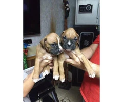 Fawn Boxer Puppies Availabe - 4