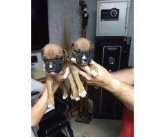 Fawn Boxer Puppies Availabe - 5