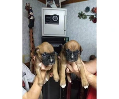 Fawn Boxer Puppies Availabe - 6