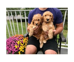 2 F1 mini goldendoodle puppies for sale