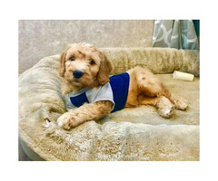 2 F1 mini goldendoodle puppies for sale in Lakeland ...