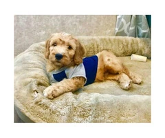 2 F1 mini goldendoodle puppies for sale - 2