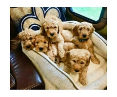 2 F1 mini goldendoodle puppies for sale - 3