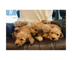 2 F1 mini goldendoodle puppies for sale - 4