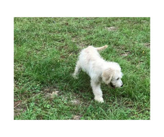 english cream goldendoodle puppies for sale near me