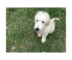 english cream goldendoodle puppies for sale near me