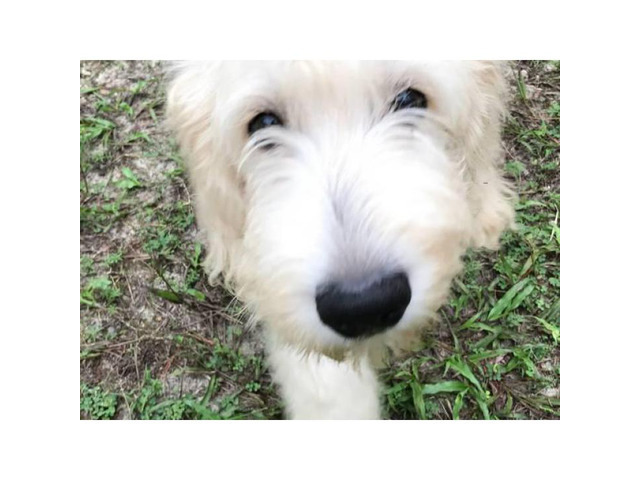 4 months old European English Cream Goldendoodle Puppy in ...