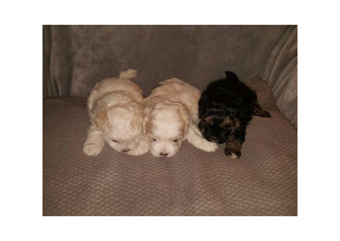 Adorable hypoallergenic shihpoo puppies $500
