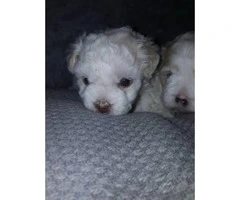 Adorable hypoallergenic shihpoo puppies $500 - 4