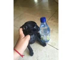We've 6 black pugs puppies - 4