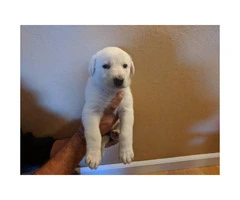 Very Rare Pure White  A K C German Shepherd Puppies - 2