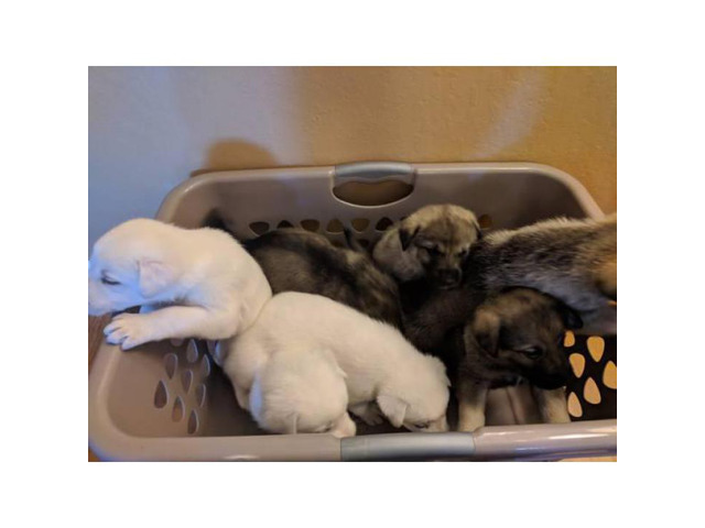 Very Rare Pure White A K C German Shepherd Puppies in ...