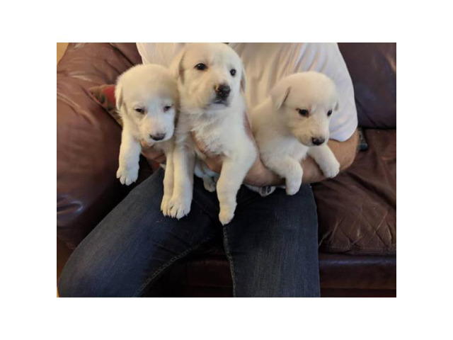 Very Rare Pure White A K C German Shepherd Puppies in Sacramento, California - Puppies for Sale ...