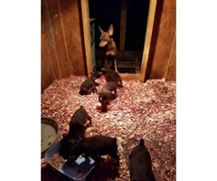 5 minpin puppies up for rehoming - 4