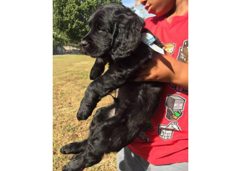 Lab puppies mixed with Poodle