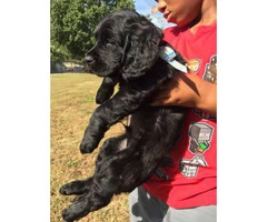 Lab puppies mixed with Poodle